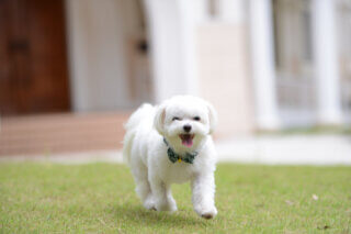 【ペット参加OK】大切な家族*愛犬と叶える結婚式で最高の一日を♪