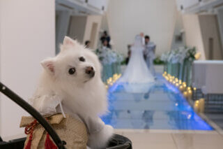 【ペット参加OK】大切な家族*愛犬と叶える結婚式で最高の一日を♪